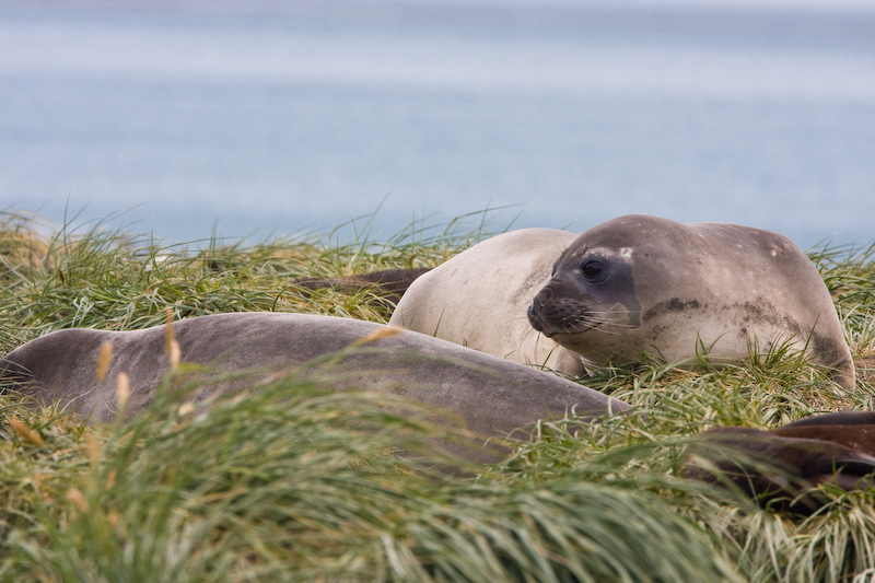 Southern Elephant Seal